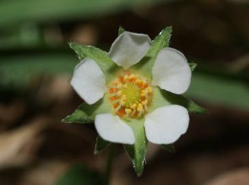 Fotografia da espécie Potentilla sterilis