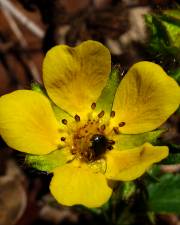 Fotografia da espécie Potentilla neumanniana