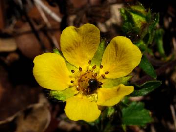 Fotografia da espécie Potentilla neumanniana