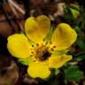 Fotografia 1 da espécie Potentilla neumanniana do Jardim Botânico UTAD