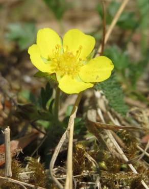 Fotografia 3 da espécie Potentilla neumanniana no Jardim Botânico UTAD