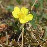 Fotografia 3 da espécie Potentilla neumanniana do Jardim Botânico UTAD