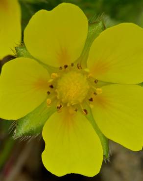 Fotografia 4 da espécie Potentilla neumanniana no Jardim Botânico UTAD