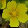 Fotografia 4 da espécie Potentilla neumanniana do Jardim Botânico UTAD