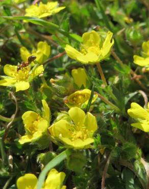 Fotografia 5 da espécie Potentilla neumanniana no Jardim Botânico UTAD