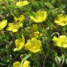 Fotografia 5 da espécie Potentilla neumanniana do Jardim Botânico UTAD