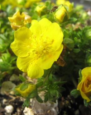 Fotografia 6 da espécie Potentilla neumanniana no Jardim Botânico UTAD