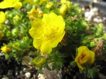 Fotografia da espécie Potentilla neumanniana