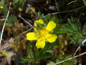 Fotografia da espécie Potentilla neumanniana