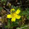 Fotografia 7 da espécie Potentilla neumanniana do Jardim Botânico UTAD