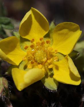 Fotografia 8 da espécie Potentilla neumanniana no Jardim Botânico UTAD