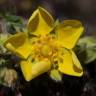 Fotografia 8 da espécie Potentilla neumanniana do Jardim Botânico UTAD