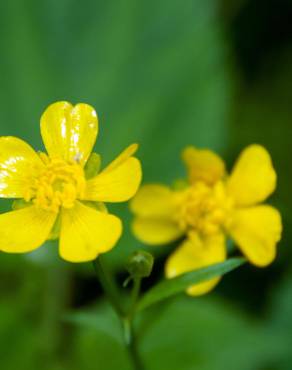 Fotografia 9 da espécie Potentilla neumanniana no Jardim Botânico UTAD