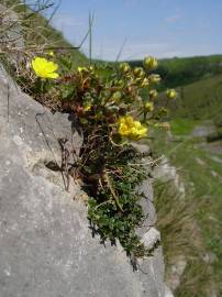 Fotografia da espécie Potentilla neumanniana