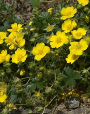 Fotografia 12 da espécie Potentilla neumanniana no Jardim Botânico UTAD