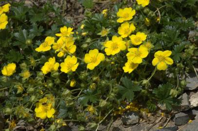 Fotografia da espécie Potentilla neumanniana