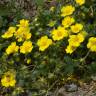 Fotografia 12 da espécie Potentilla neumanniana do Jardim Botânico UTAD