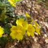 Fotografia 13 da espécie Potentilla neumanniana do Jardim Botânico UTAD