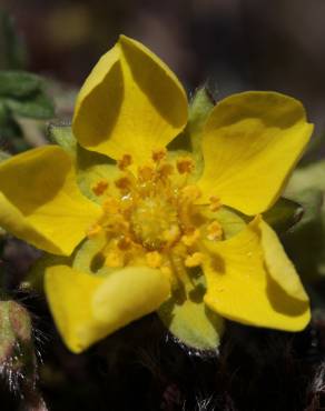 Fotografia 14 da espécie Potentilla neumanniana no Jardim Botânico UTAD