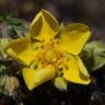 Fotografia 14 da espécie Potentilla neumanniana do Jardim Botânico UTAD