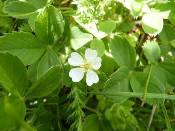 Fotografia da espécie Potentilla montana