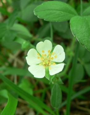 Fotografia 3 da espécie Potentilla montana no Jardim Botânico UTAD