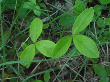 Fotografia da espécie Potentilla montana