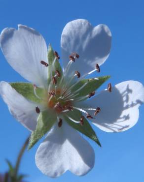 Fotografia 8 da espécie Potentilla montana no Jardim Botânico UTAD