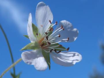 Fotografia da espécie Potentilla montana