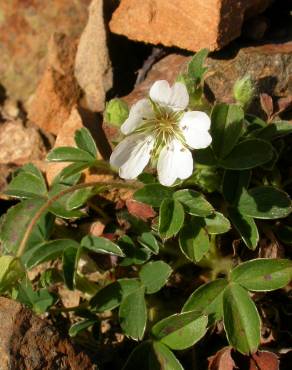 Fotografia 11 da espécie Potentilla montana no Jardim Botânico UTAD