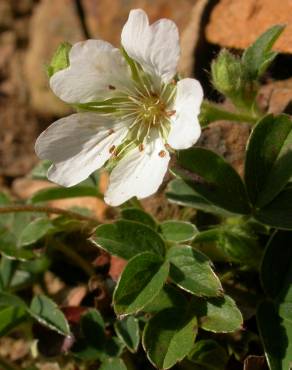 Fotografia 12 da espécie Potentilla montana no Jardim Botânico UTAD