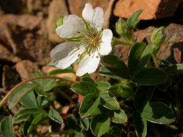 Fotografia da espécie Potentilla montana