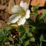 Fotografia 12 da espécie Potentilla montana do Jardim Botânico UTAD