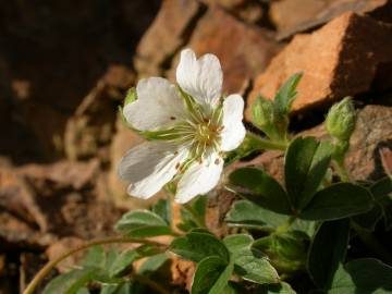 Fotografia da espécie Potentilla montana