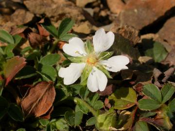 Fotografia da espécie Potentilla montana