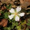 Fotografia 14 da espécie Potentilla montana do Jardim Botânico UTAD