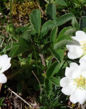 Fotografia 15 da espécie Potentilla montana no Jardim Botânico UTAD