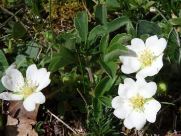 Fotografia da espécie Potentilla montana