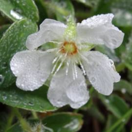 Fotografia da espécie Potentilla montana