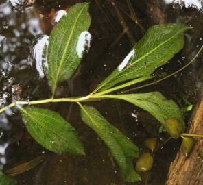 Fotografia da espécie Potamogeton lucens