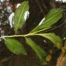 Fotografia 2 da espécie Potamogeton lucens do Jardim Botânico UTAD