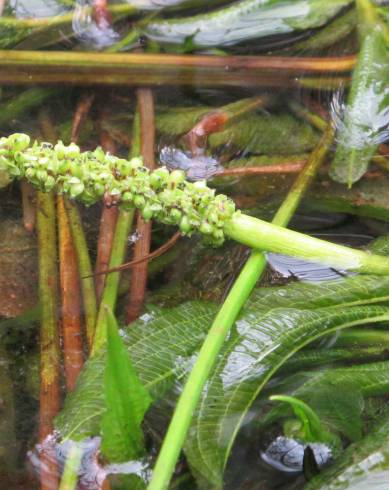 Fotografia de capa Potamogeton lucens - do Jardim Botânico