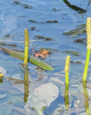 Fotografia 5 da espécie Potamogeton lucens no Jardim Botânico UTAD