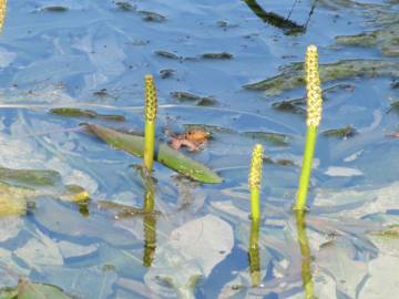 Fotografia da espécie Potamogeton lucens