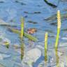 Fotografia 5 da espécie Potamogeton lucens do Jardim Botânico UTAD