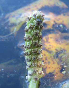 Fotografia 6 da espécie Potamogeton lucens no Jardim Botânico UTAD