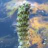 Fotografia 6 da espécie Potamogeton lucens do Jardim Botânico UTAD