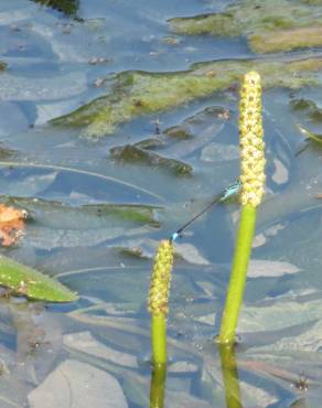 Fotografia 7 da espécie Potamogeton lucens no Jardim Botânico UTAD