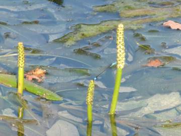 Fotografia da espécie Potamogeton lucens