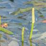 Fotografia 7 da espécie Potamogeton lucens do Jardim Botânico UTAD